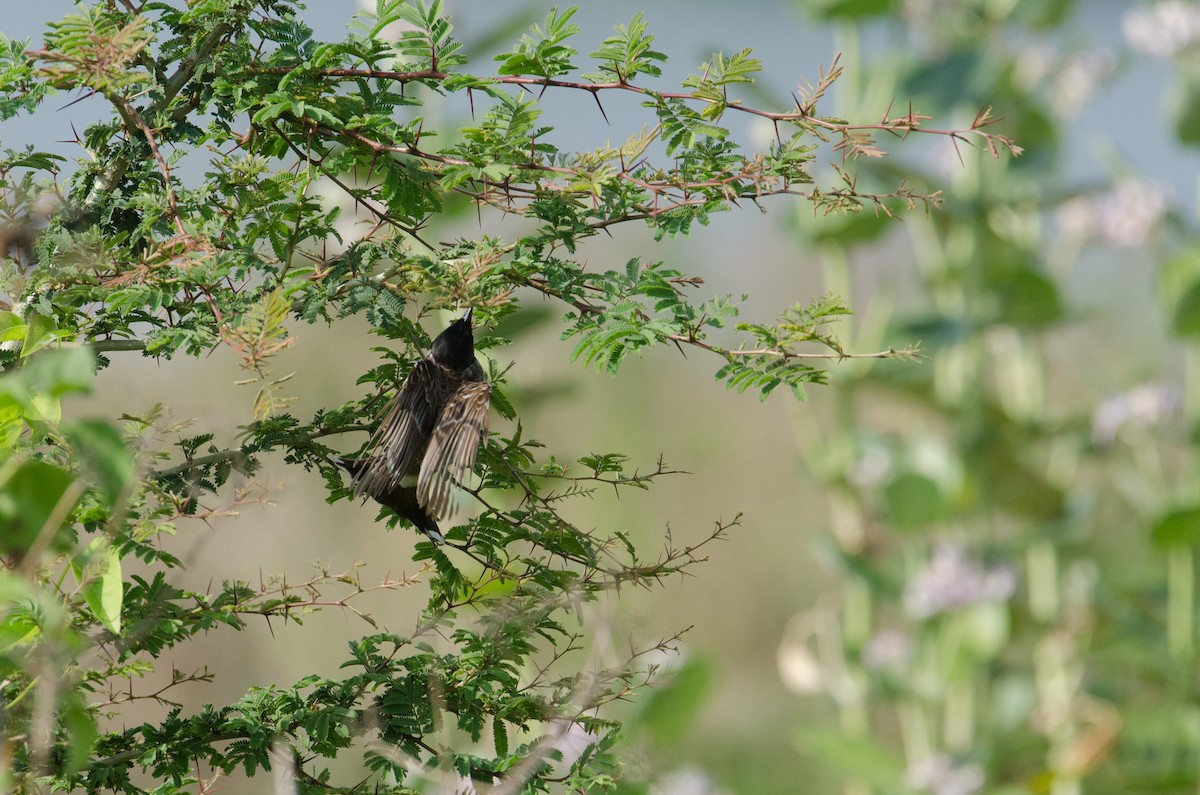 Red-vented Bulbul - ML237414231