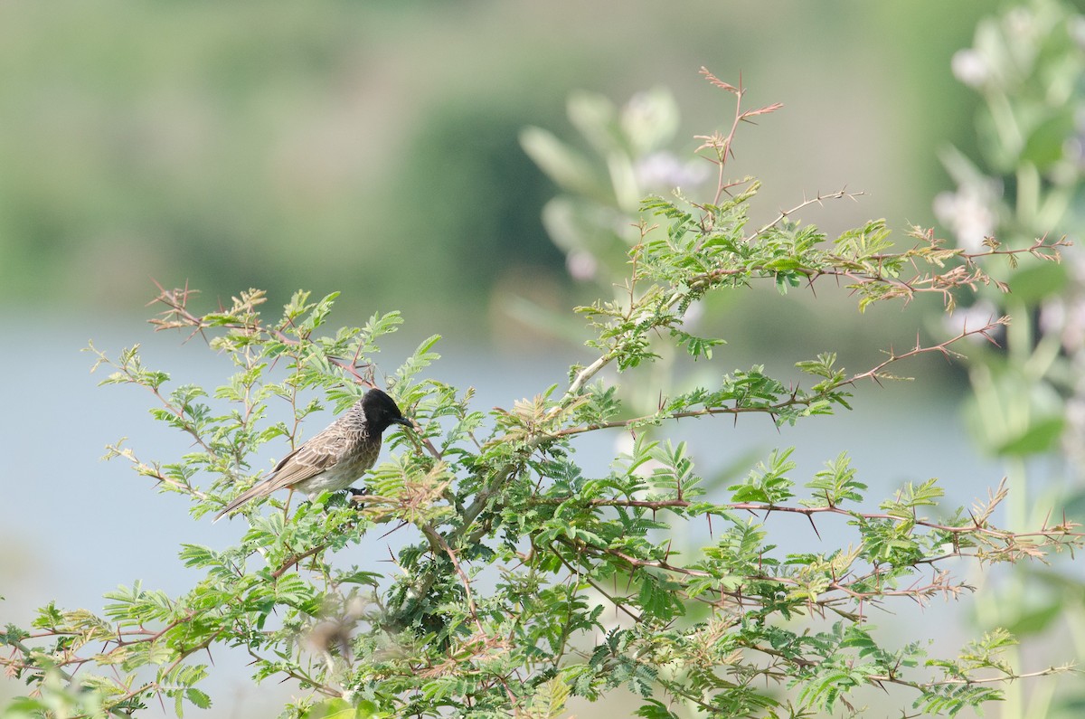 Red-vented Bulbul - ML237414241