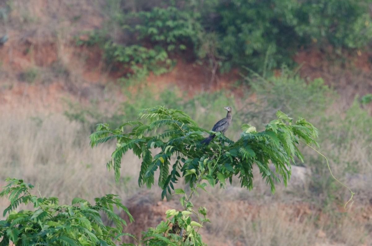 Cormorán de Java - ML237414851