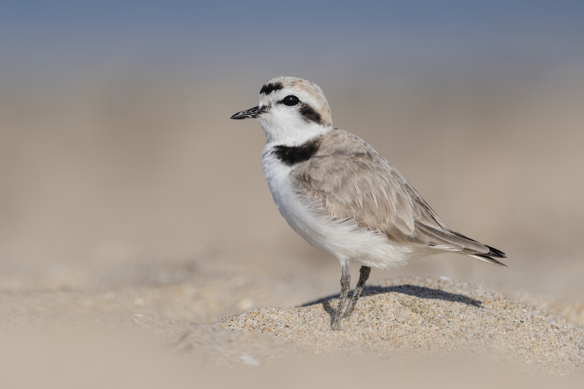 Snowy Plover - Sharif Uddin
