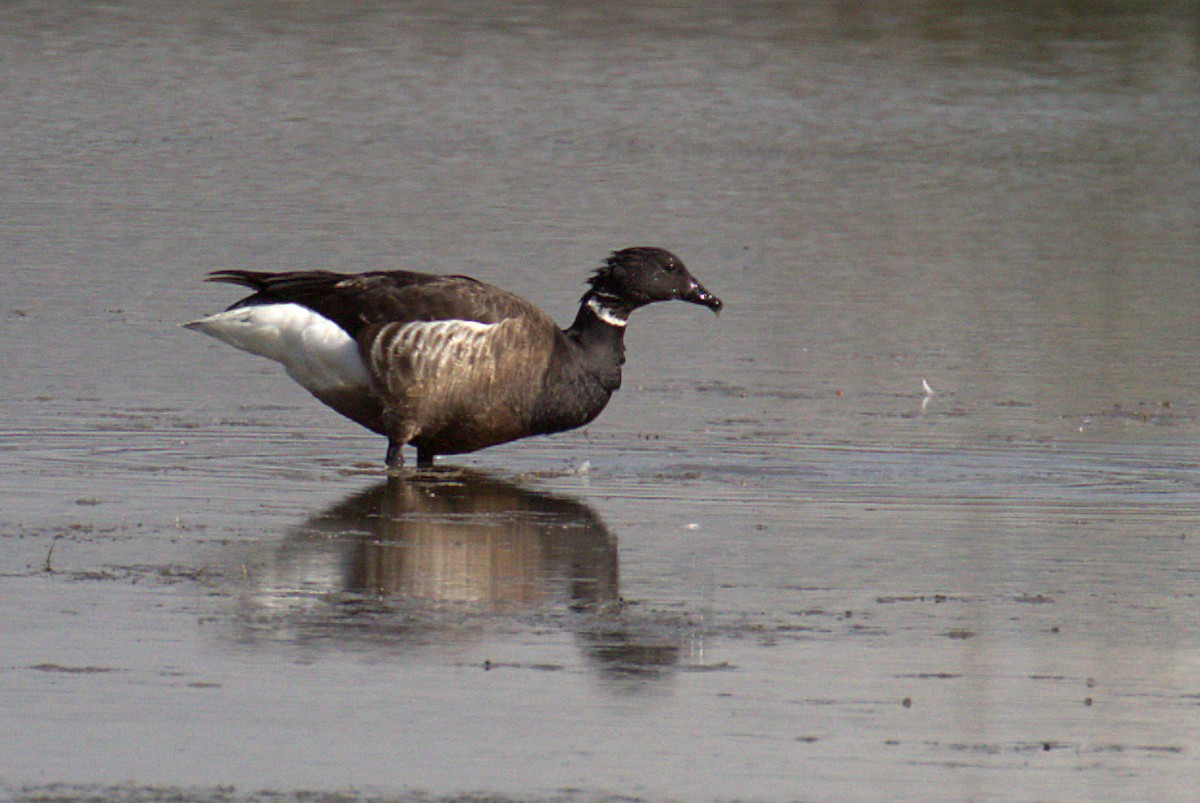 ringgås (nigricans) - ML237416041