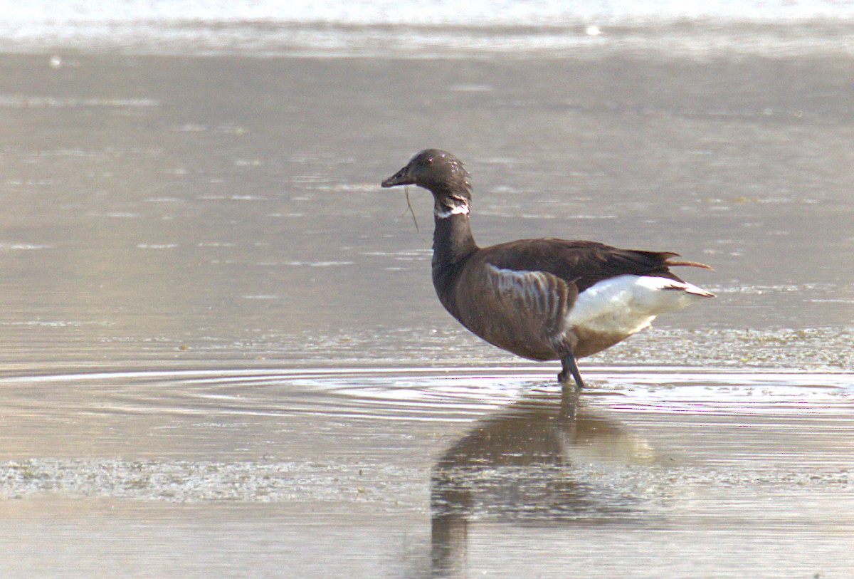 Bernache cravant (nigricans) - ML237416051