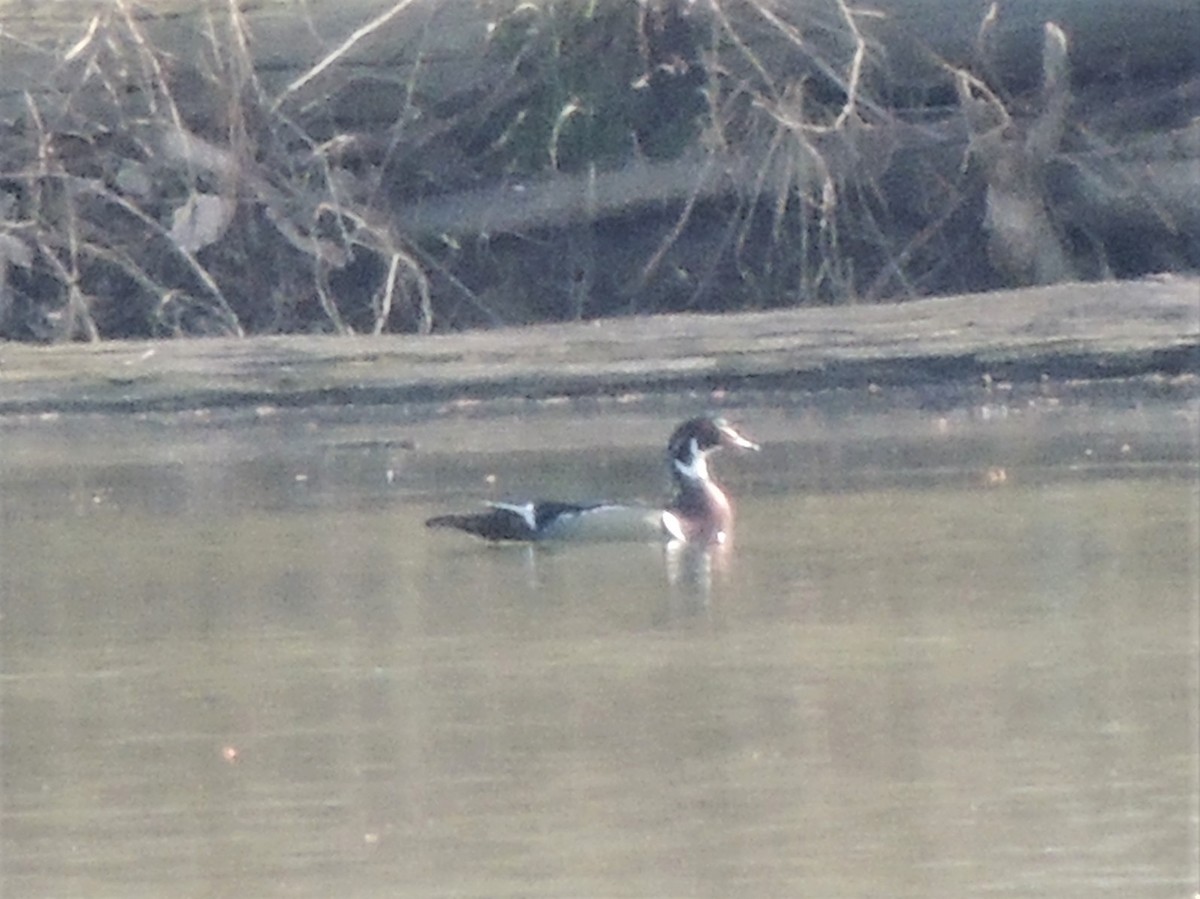 Wood Duck - ML237416751