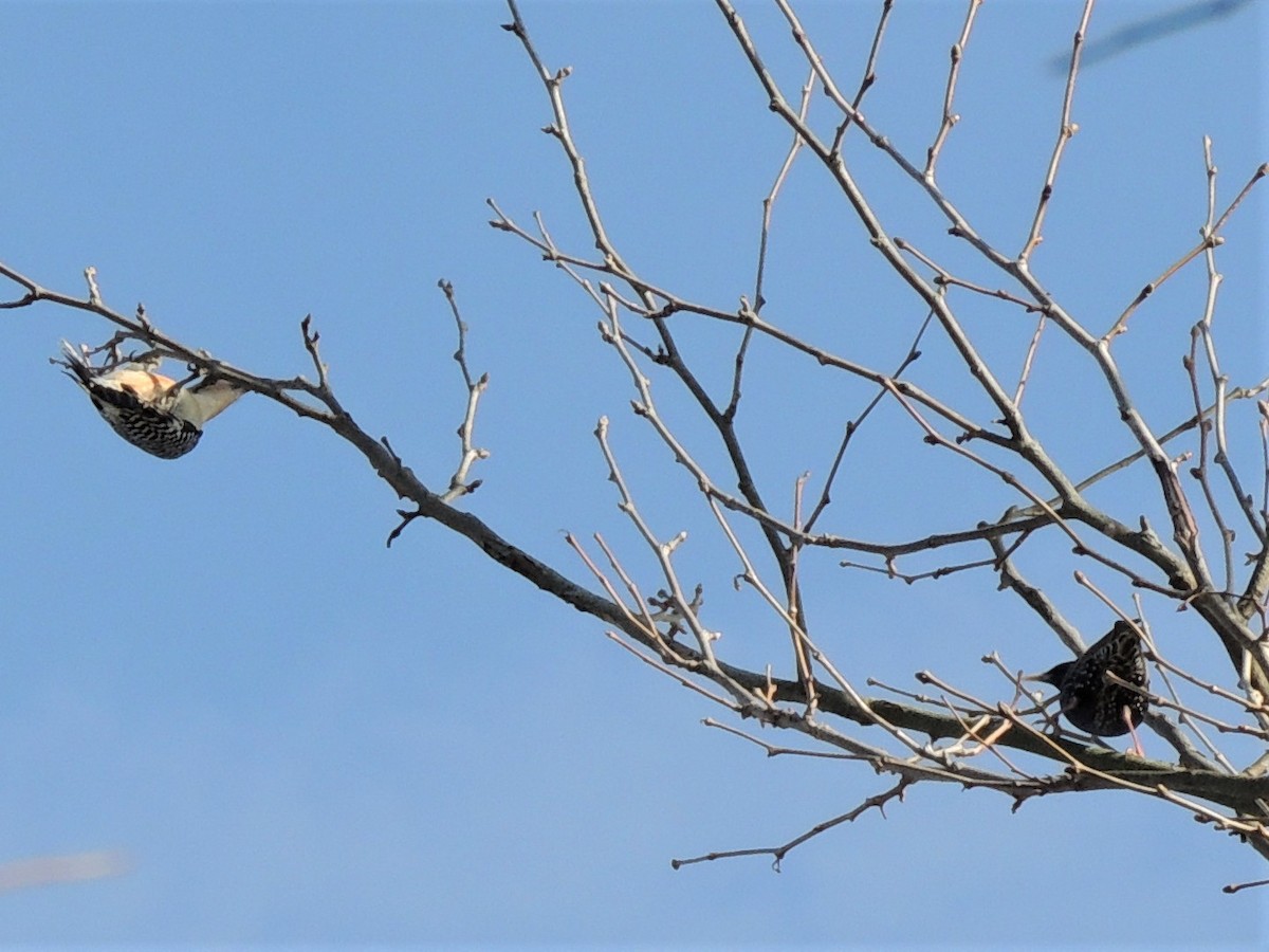 Red-bellied Woodpecker - ML237416991