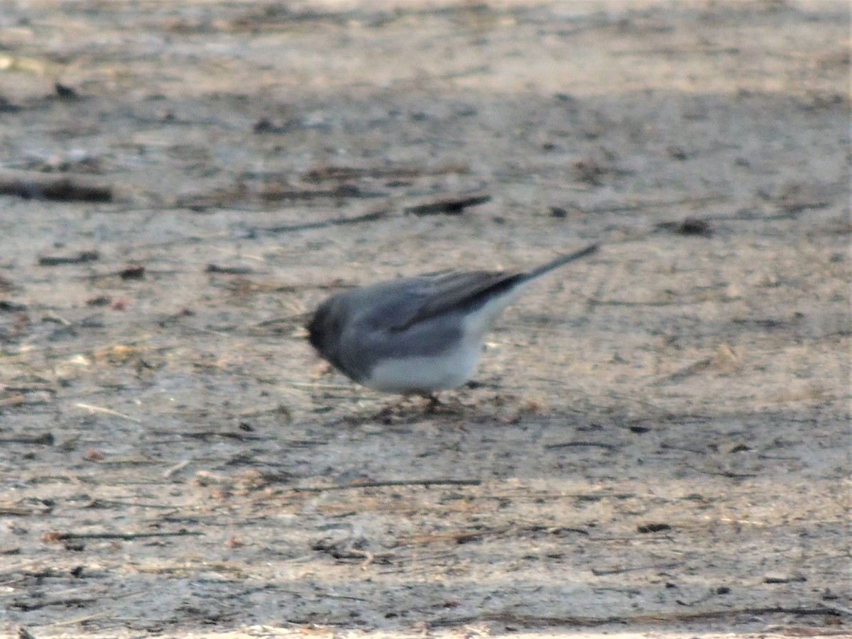 Dark-eyed Junco - Paul Zeller