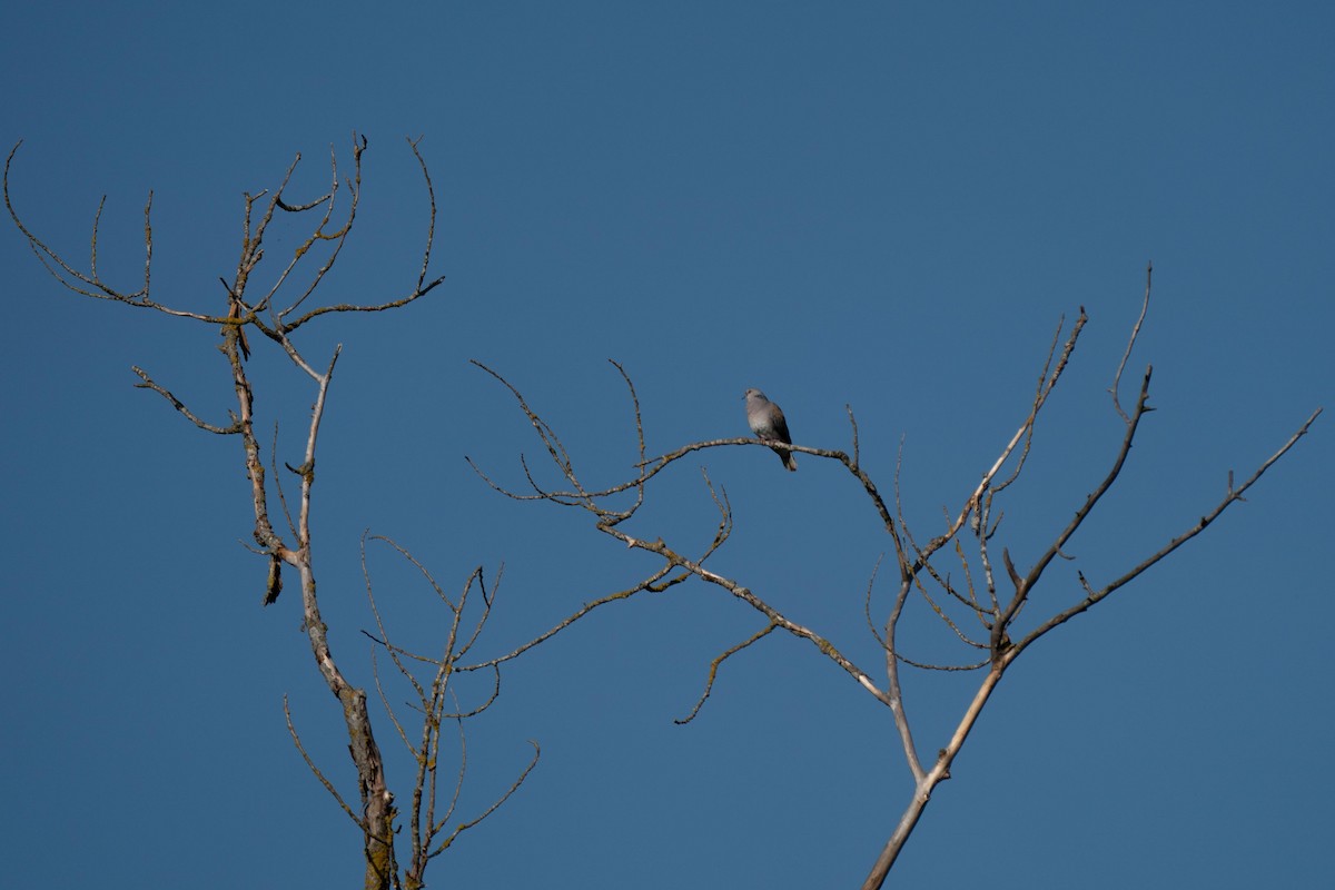 European Turtle-Dove - ML237418111