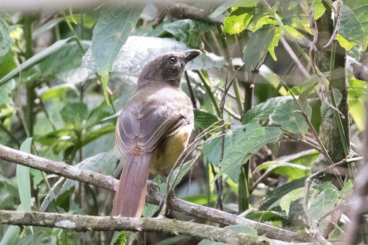 Lühder's Bushshrike - ML237418151