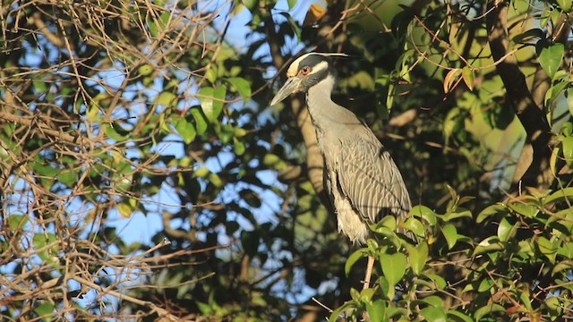 Yellow-crowned Night Heron - ML237418791