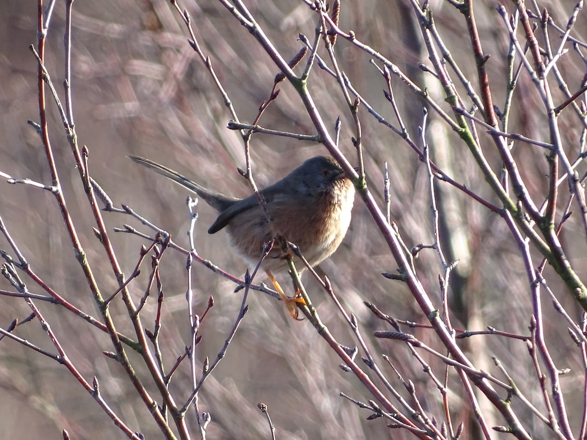 Dartford Warbler - ML23741911