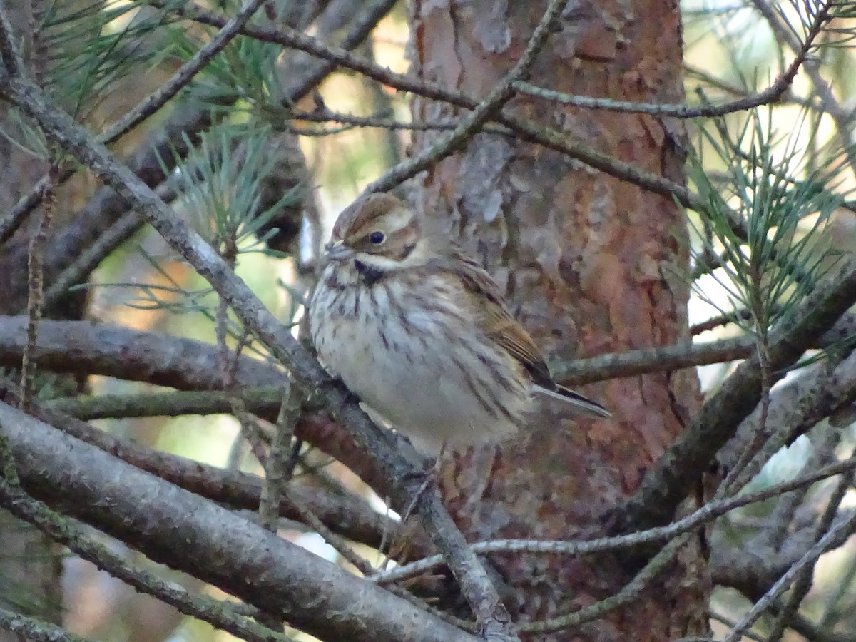 Reed Bunting - ML23741921