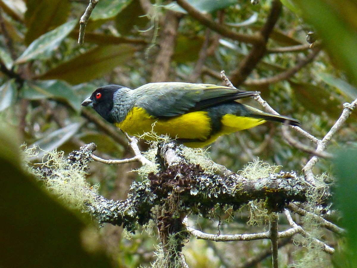Hooded Mountain Tanager - ML237419481