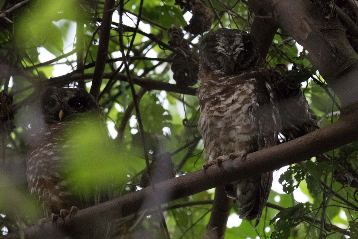 African Wood-Owl - ML237422321