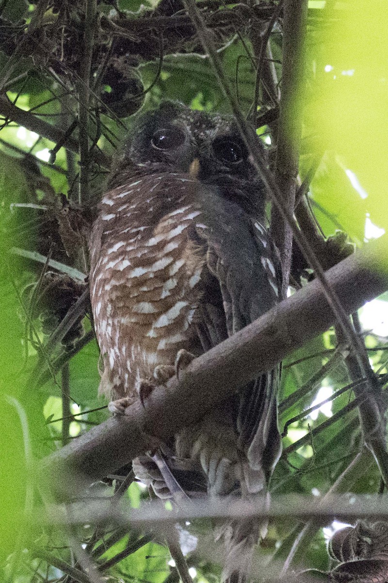 African Wood-Owl - ML237422331