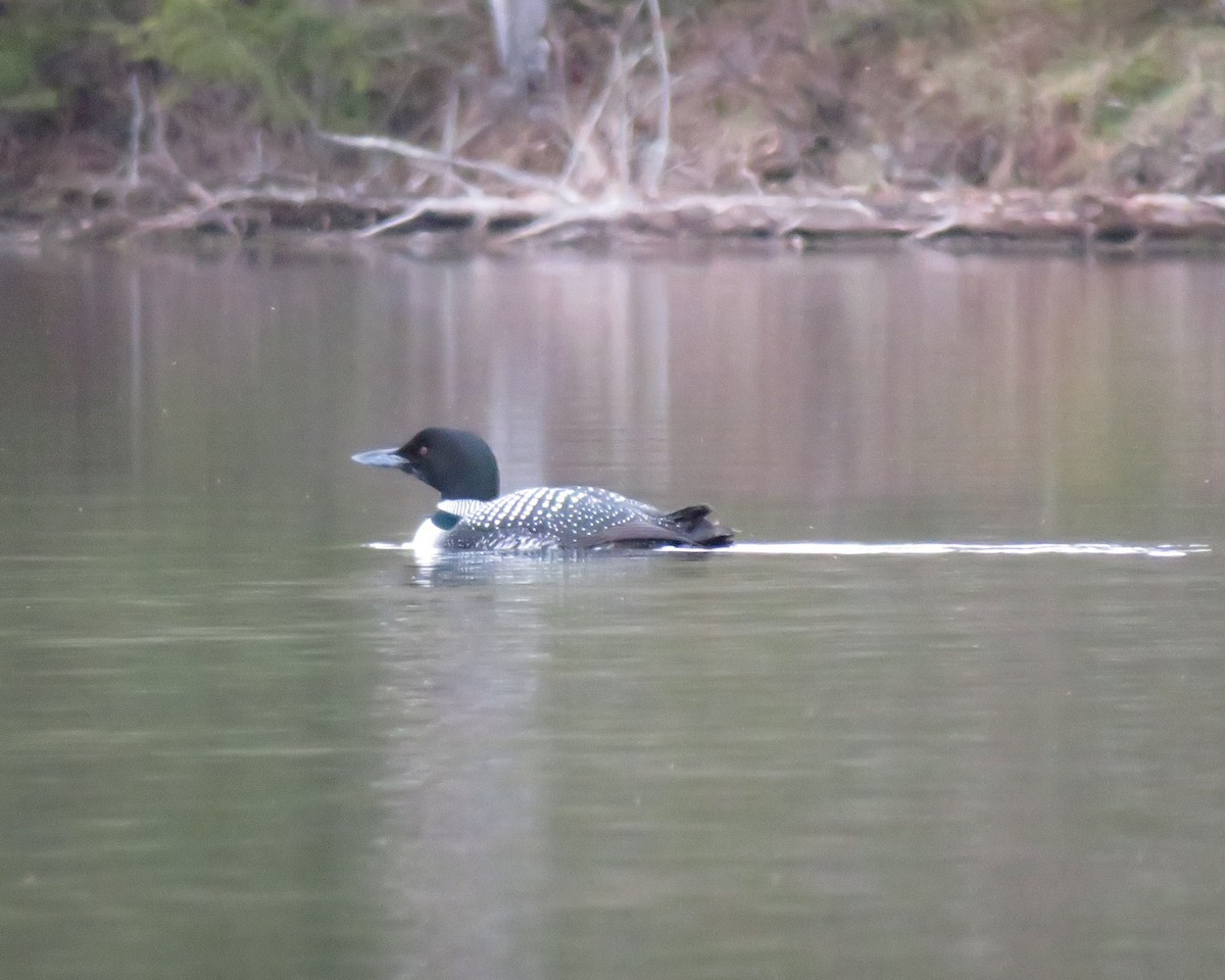 Common Loon - ML237422791