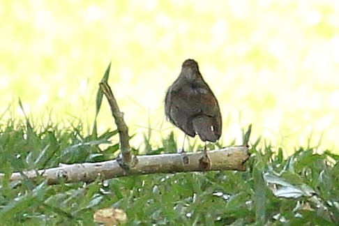 Swainson's Thrush - ML237423281