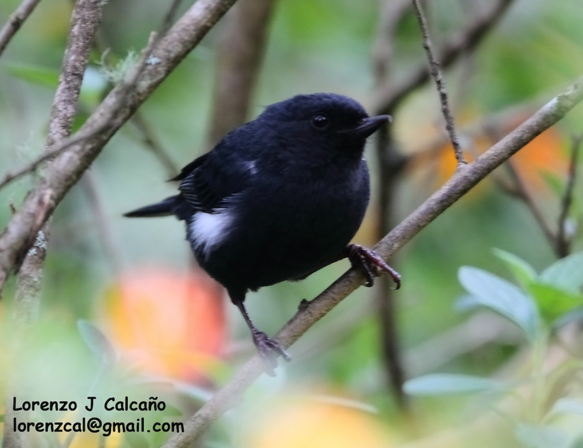 White-sided Flowerpiercer - ML237424421