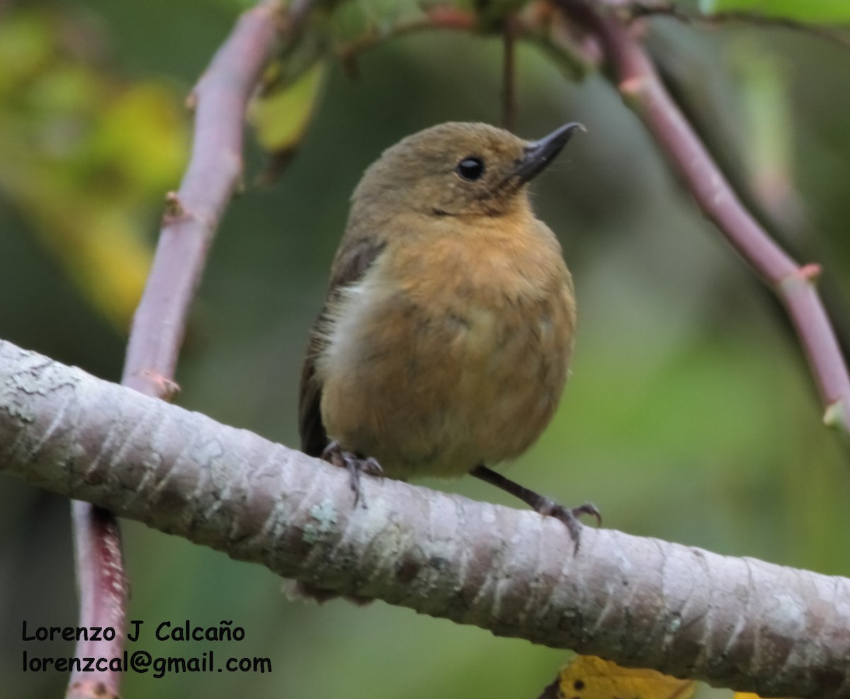 White-sided Flowerpiercer - ML237424481