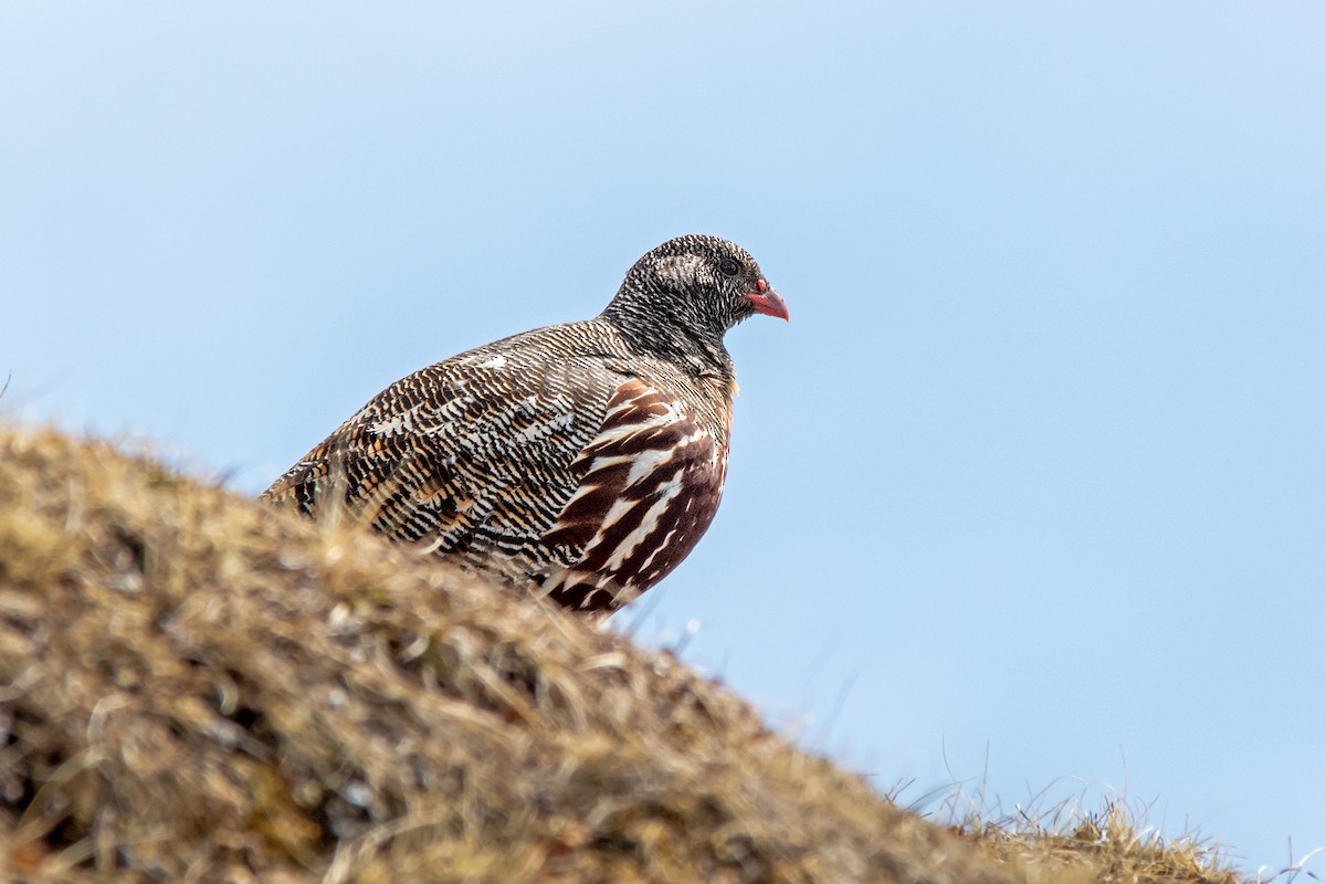 Snow Partridge - Yash Kothiala