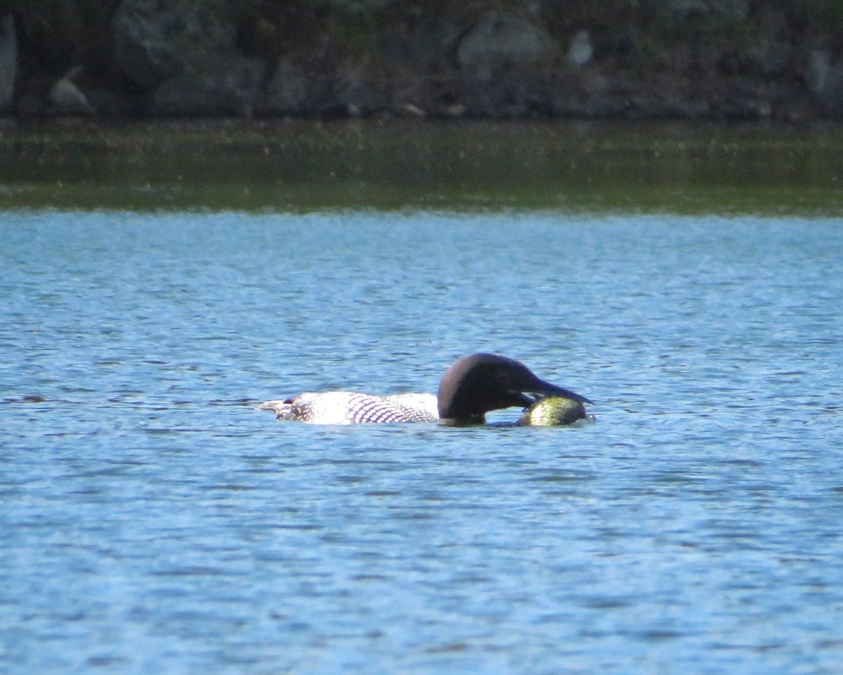 Common Loon - ML237424591