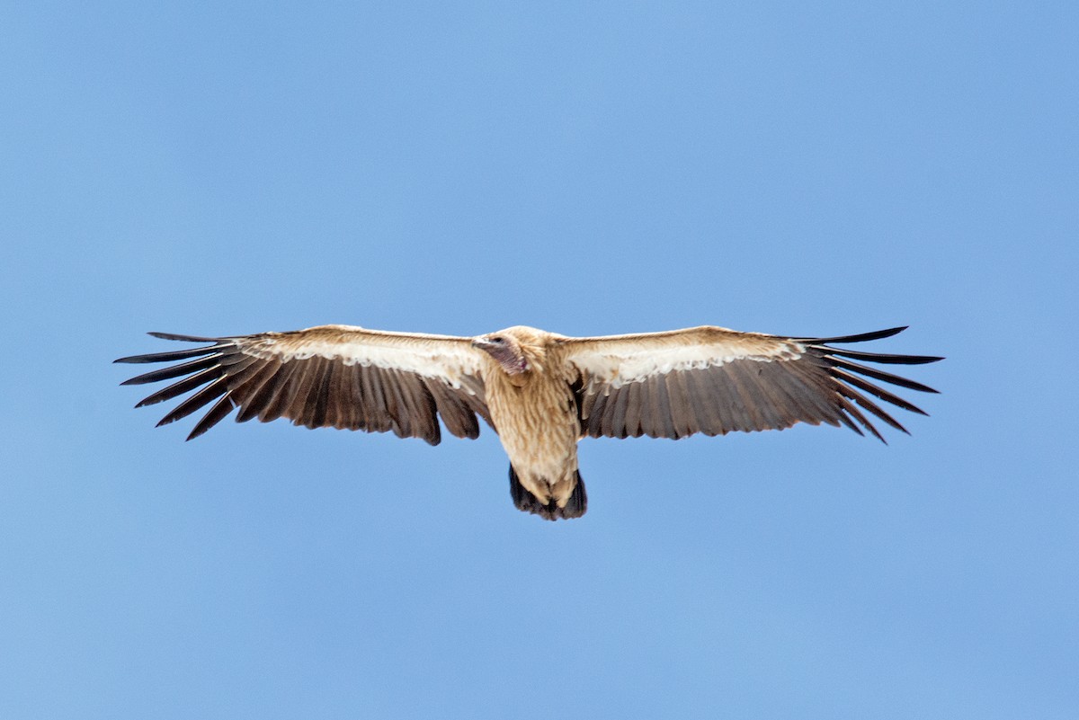 Himalayan Griffon - ML237425111