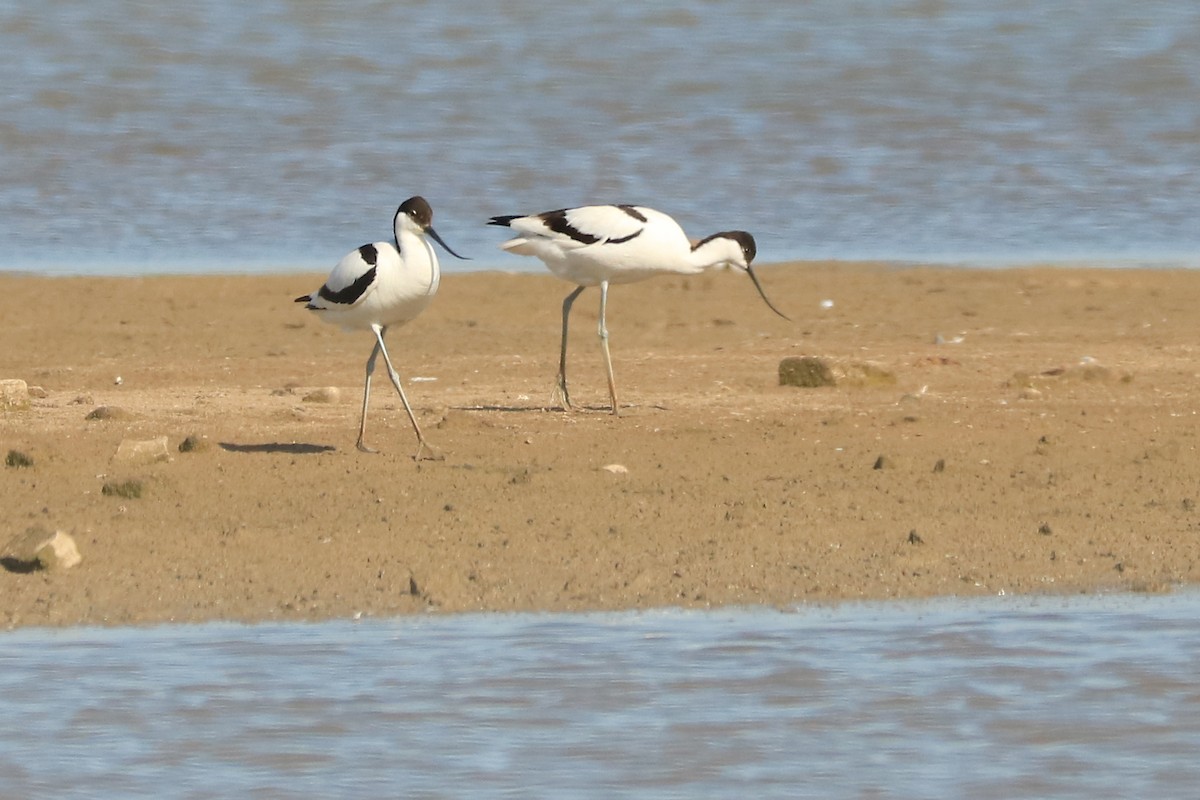 Pied Avocet - ML237425141