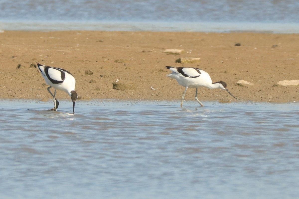 Pied Avocet - ML237425161