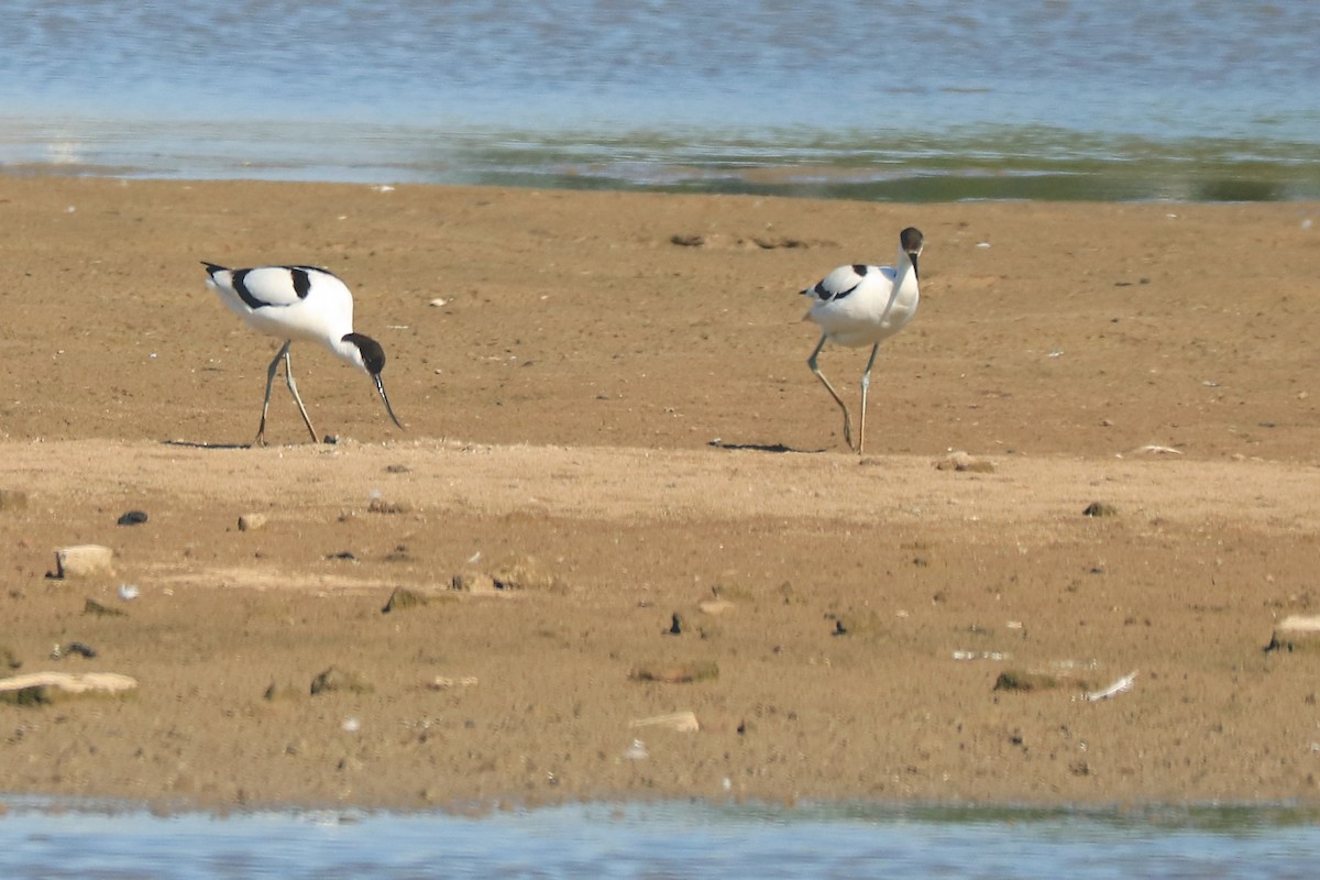 Pied Avocet - ML237425171