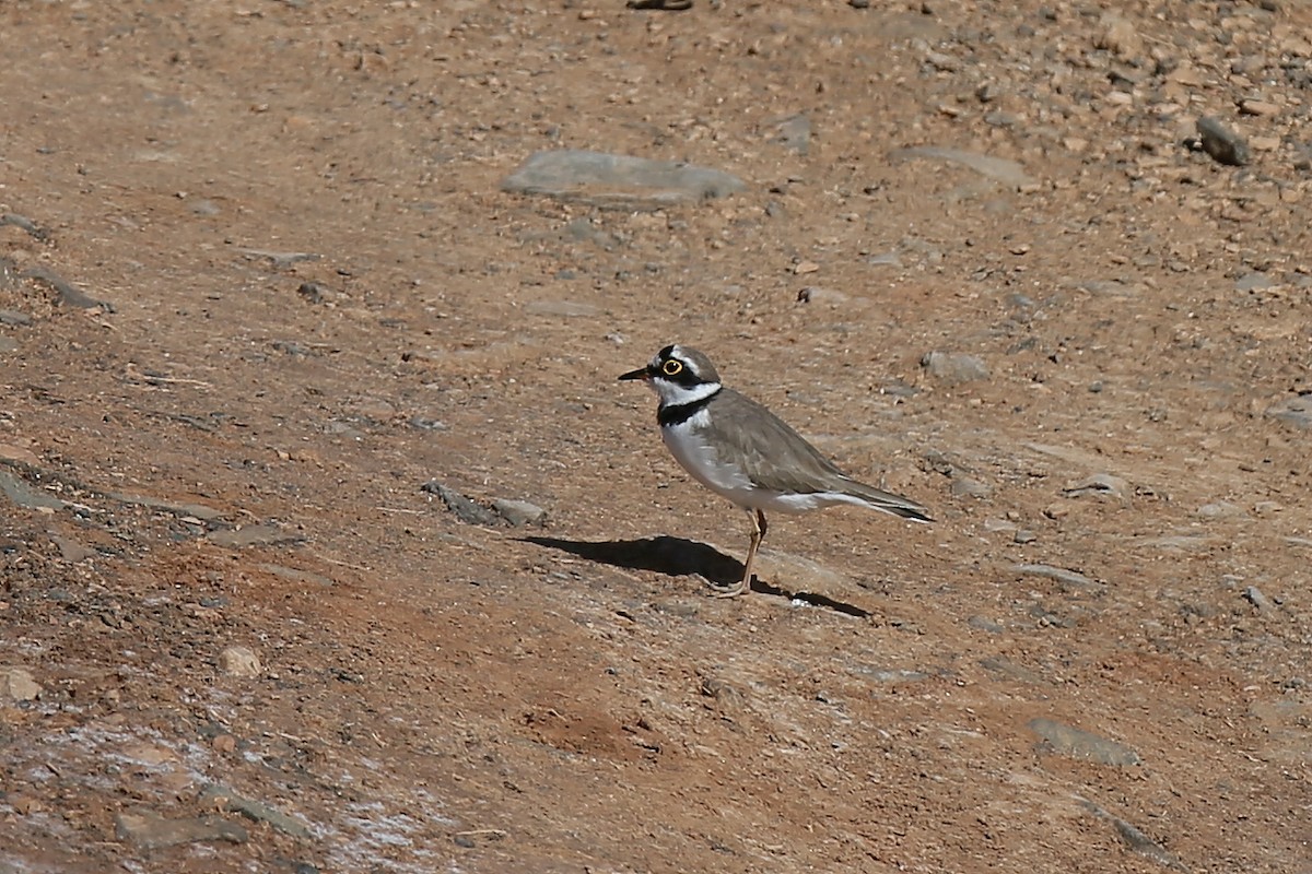 Little Ringed Plover - ML237426021