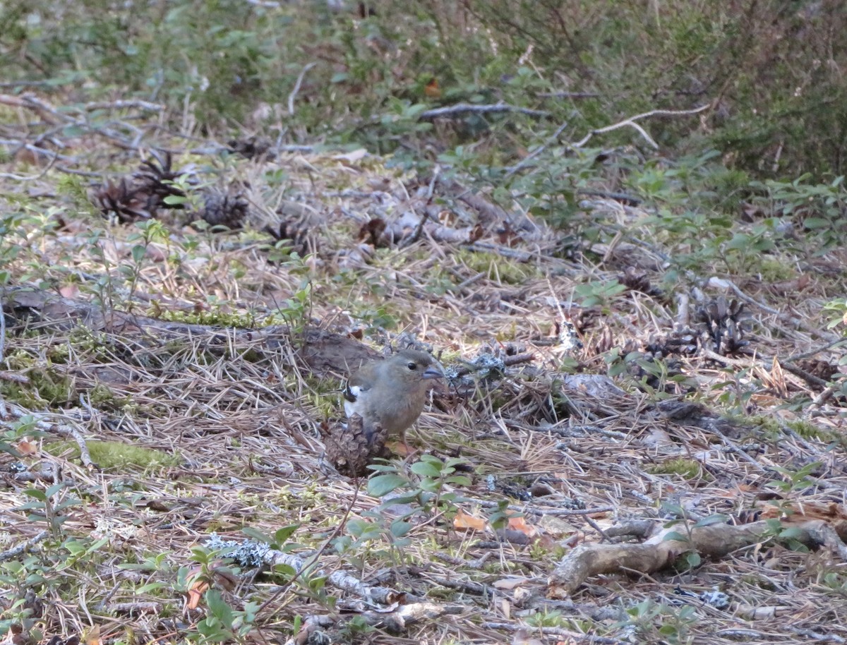 Common Chaffinch - ML237426761