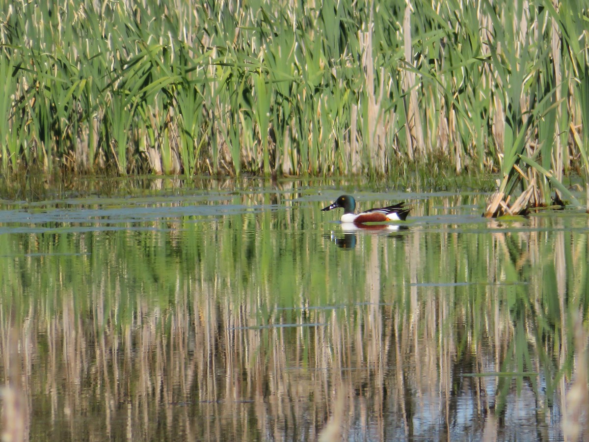 Northern Shoveler - ML237426891