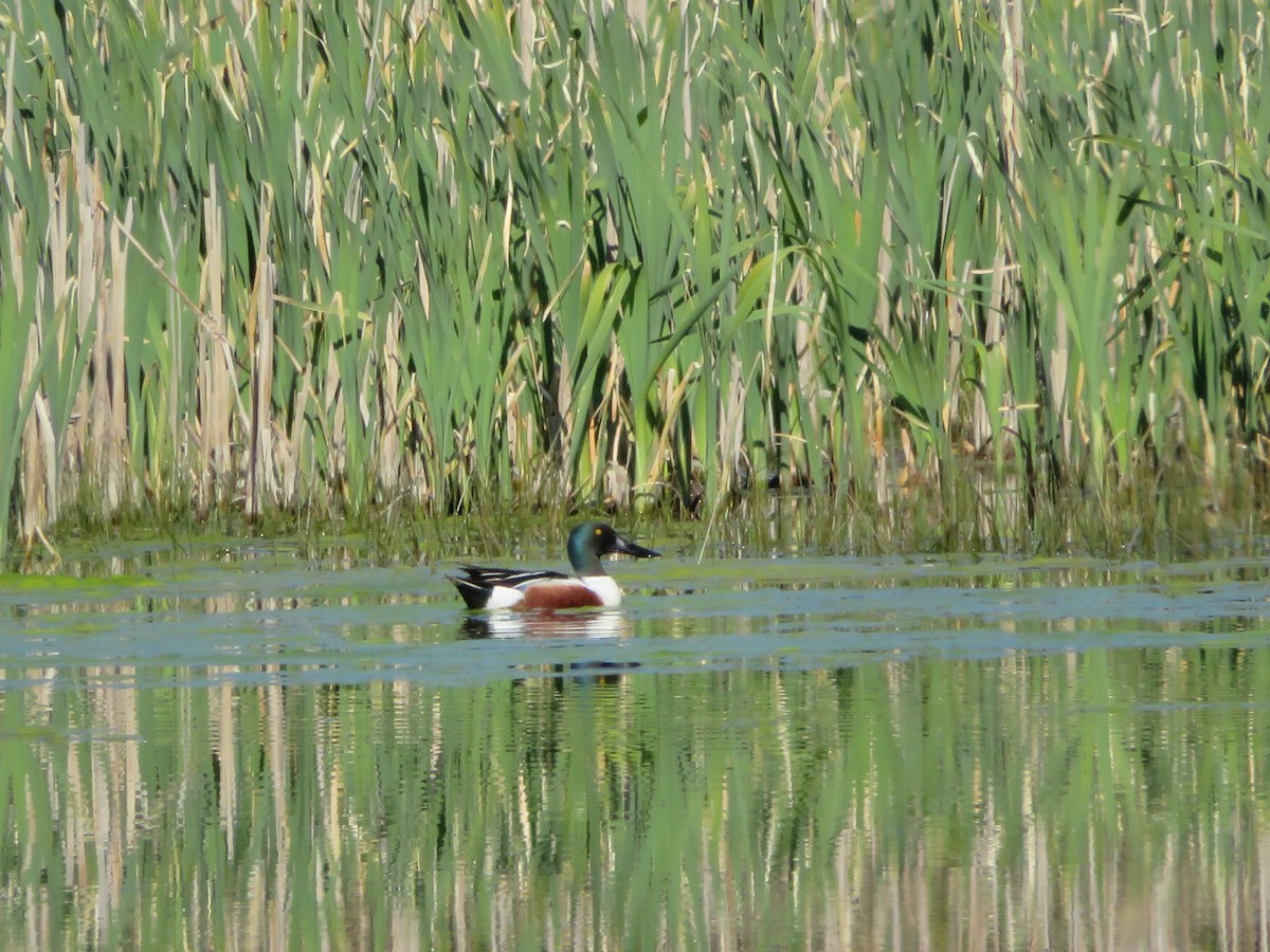 Northern Shoveler - ML237426901