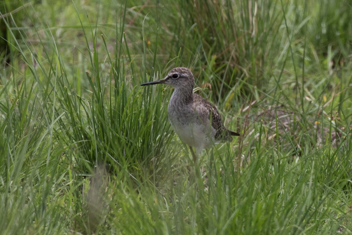 Wood Sandpiper - ML237430181