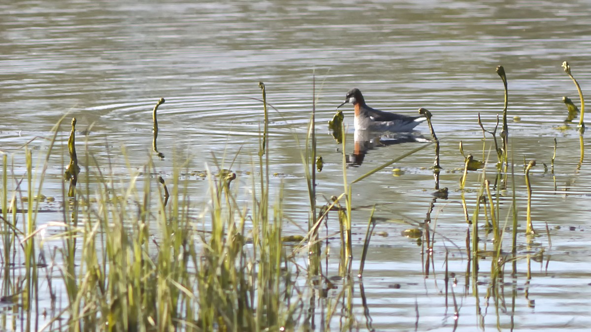 Red-necked Phalarope - ML237432041