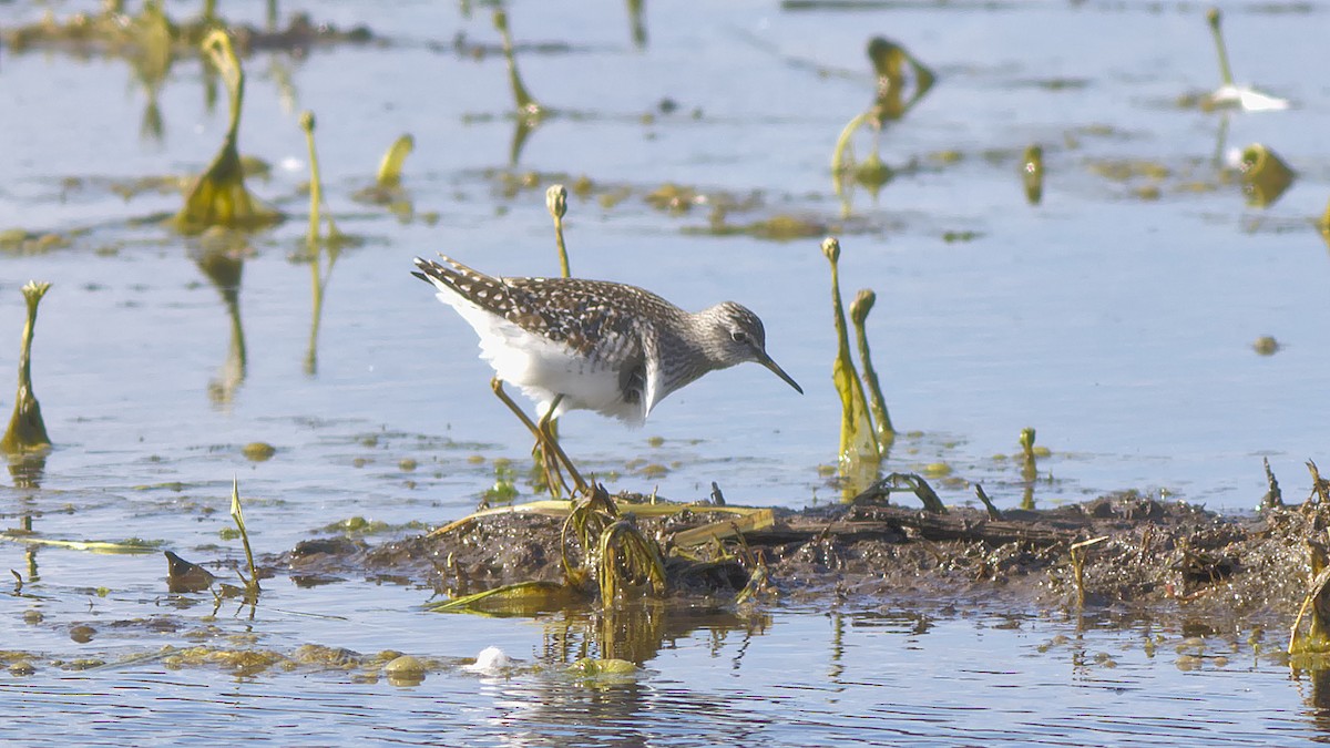 Wood Sandpiper - ML237432121