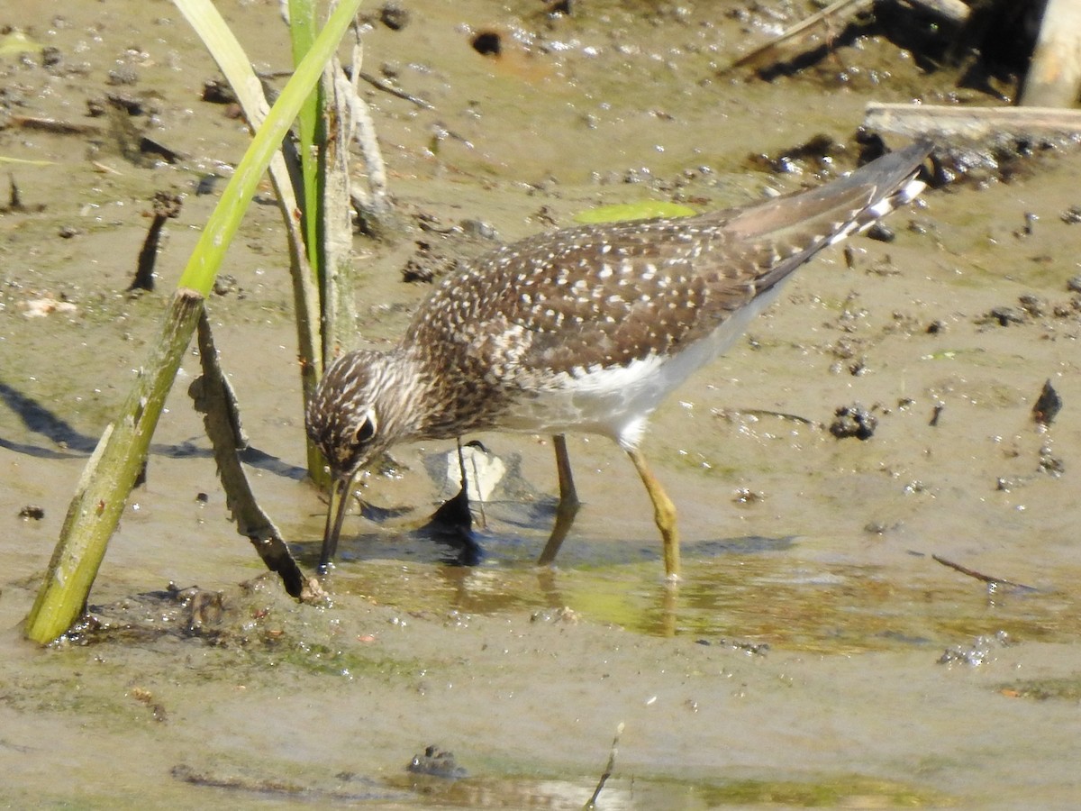 Solitary Sandpiper - ML237432241