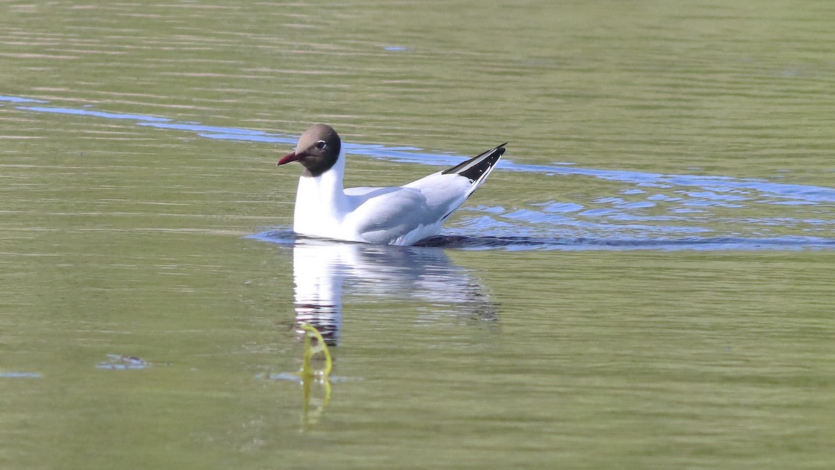 Black-headed Gull - ML237432271