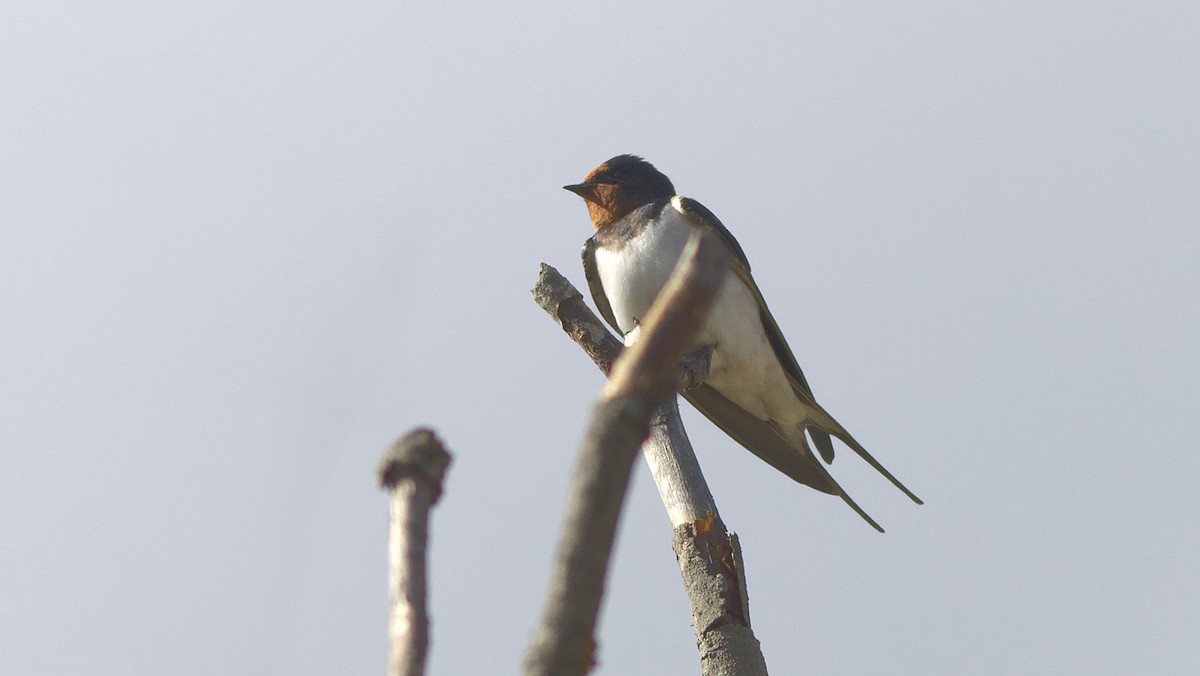 Barn Swallow - ML237432331