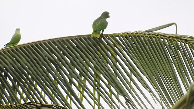 Orange-winged Parrot - ML237432541