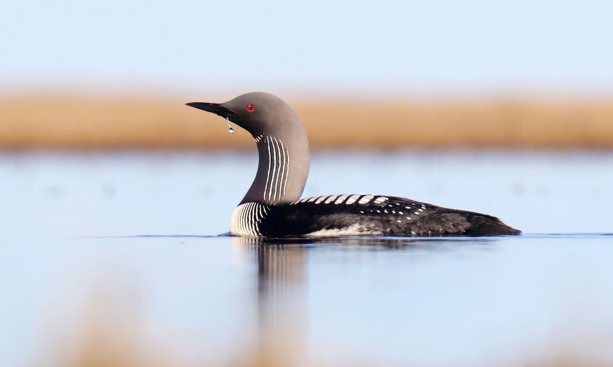 Pacific Loon - Daniel López-Velasco | Ornis Birding Expeditions