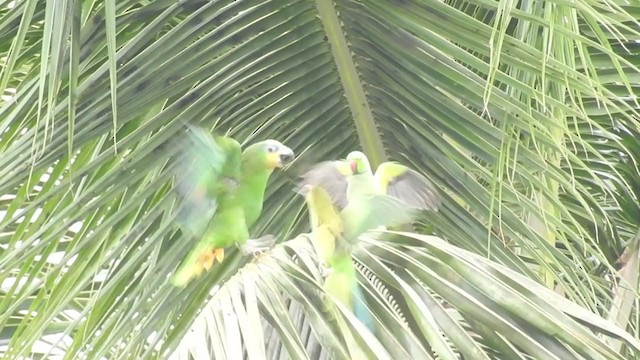 キソデボウシインコ - ML237435011