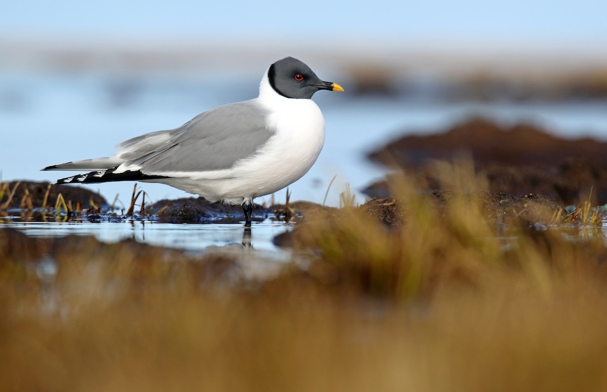 Sabine's Gull - Daniel López-Velasco | Ornis Birding Expeditions