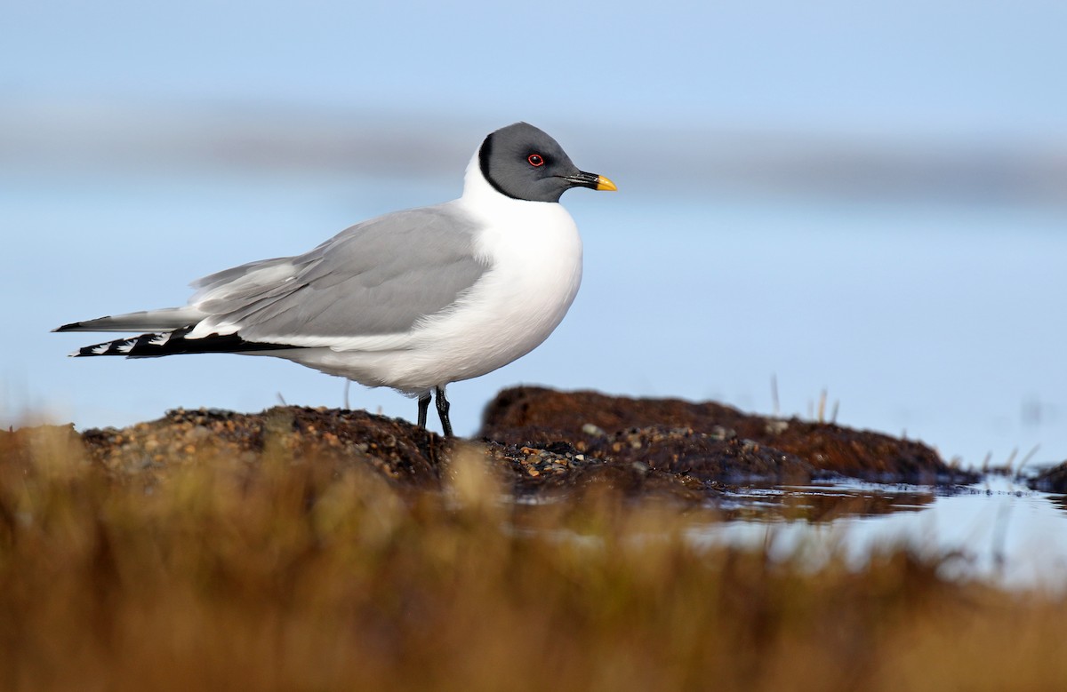 Sabine's Gull - ML237435121