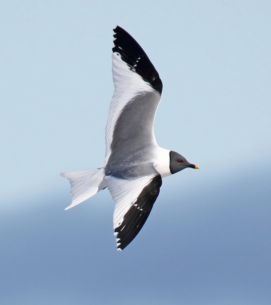 Sabine's Gull - Daniel López-Velasco | Ornis Birding Expeditions