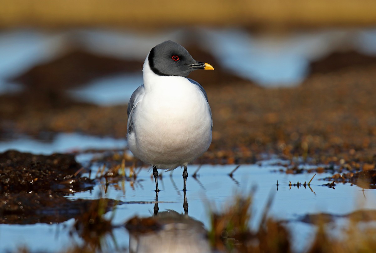 Sabine's Gull - Daniel López-Velasco | Ornis Birding Expeditions