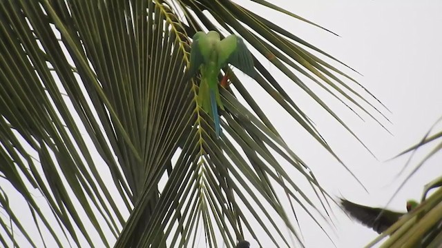 Orange-winged Parrot - ML237436671