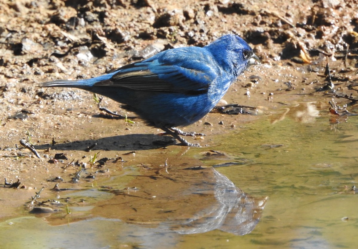 Indigo Bunting - ML237436851