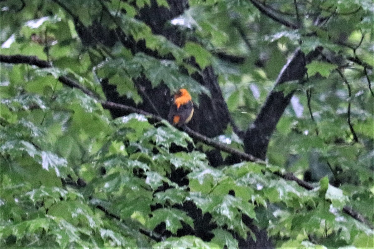 Scarlet Tanager - ML237437131