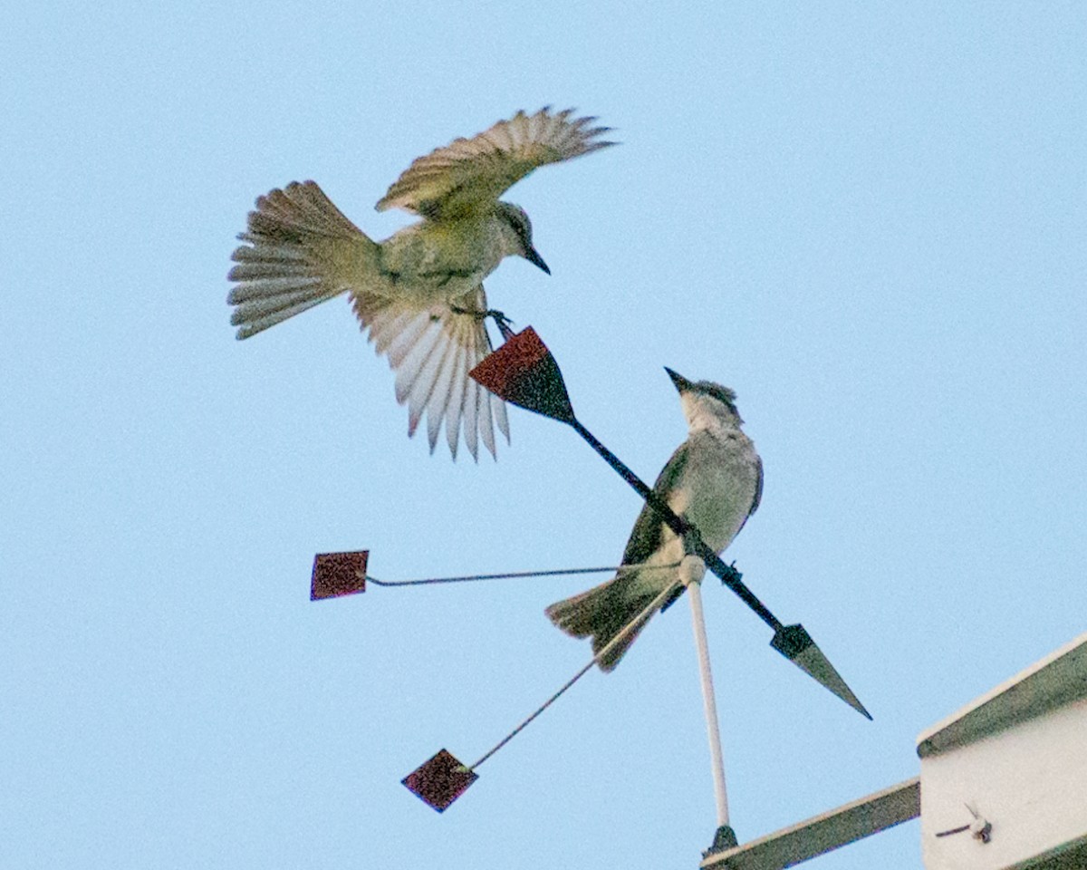 Gray Kingbird - ML237438841