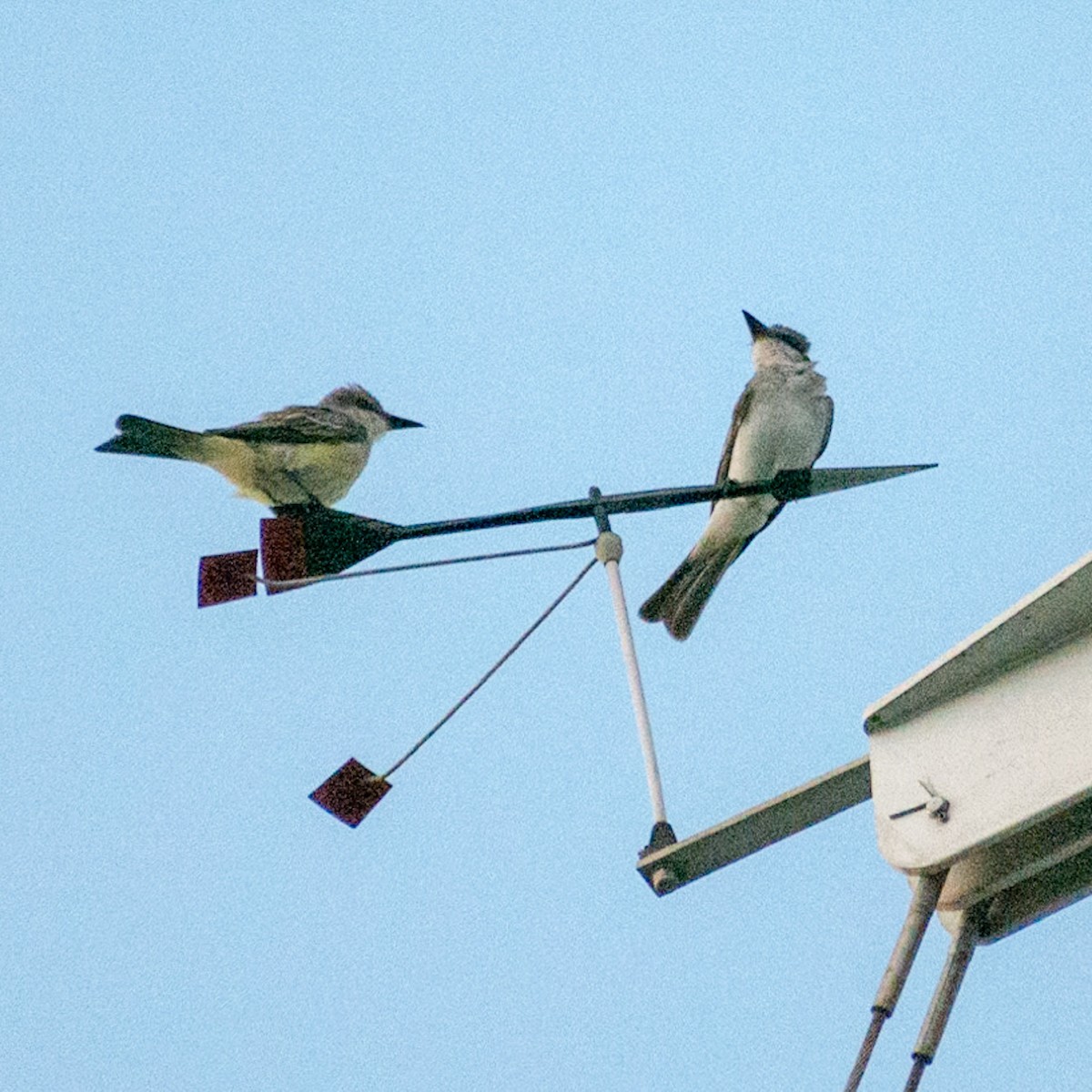 Gray Kingbird - ML237438861