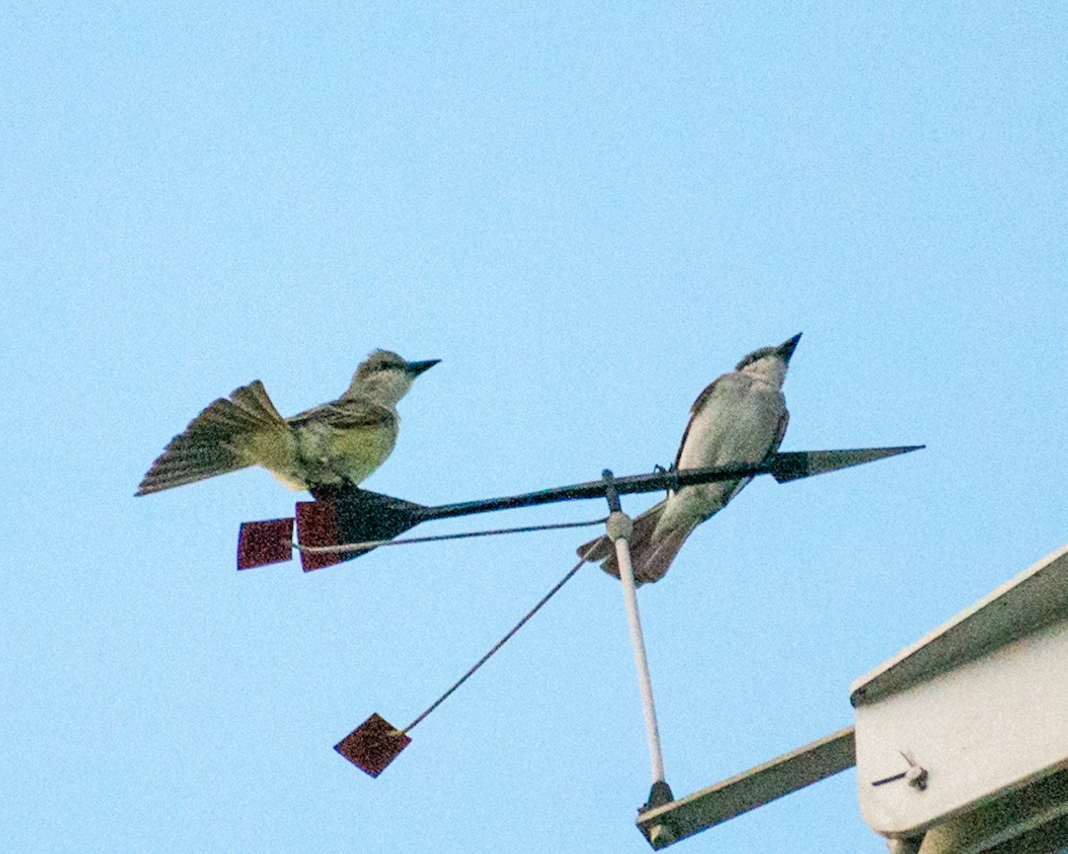 Gray Kingbird - Beth Price